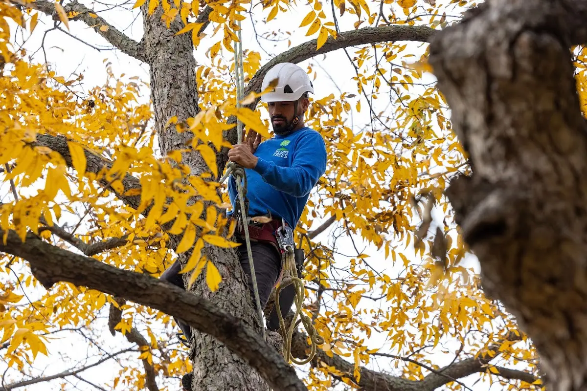 Skilled Tree Pruning crew working in Massapequa